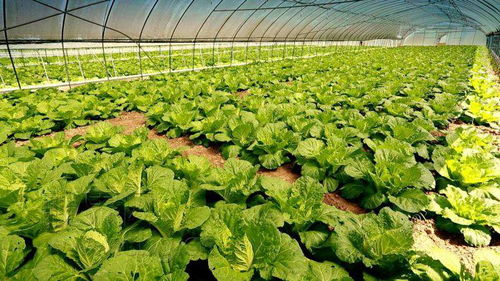 補(bǔ)上短板 強(qiáng)化特色 分享收益 鄉(xiāng)村產(chǎn)業(yè)邁向高質(zhì)量發(fā)展一線觀察