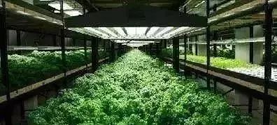 資訊 未來(lái)5年新農(nóng)業(yè)十大發(fā)展趨勢(shì),不可錯(cuò)過(guò)的高科技現(xiàn)代化農(nóng)場(chǎng)