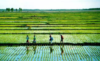 農業農村落實高質量發展重大舉措 國家質量興農戰略規劃