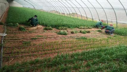 大連市農(nóng)業(yè)農(nóng)村局 "菜籃子"建設(shè)工程優(yōu)質(zhì)農(nóng)產(chǎn)品基地