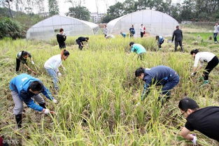 休閑農業開發的七大核心要素,缺一條玩不轉