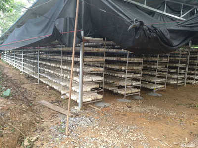 海南中民健農業發展