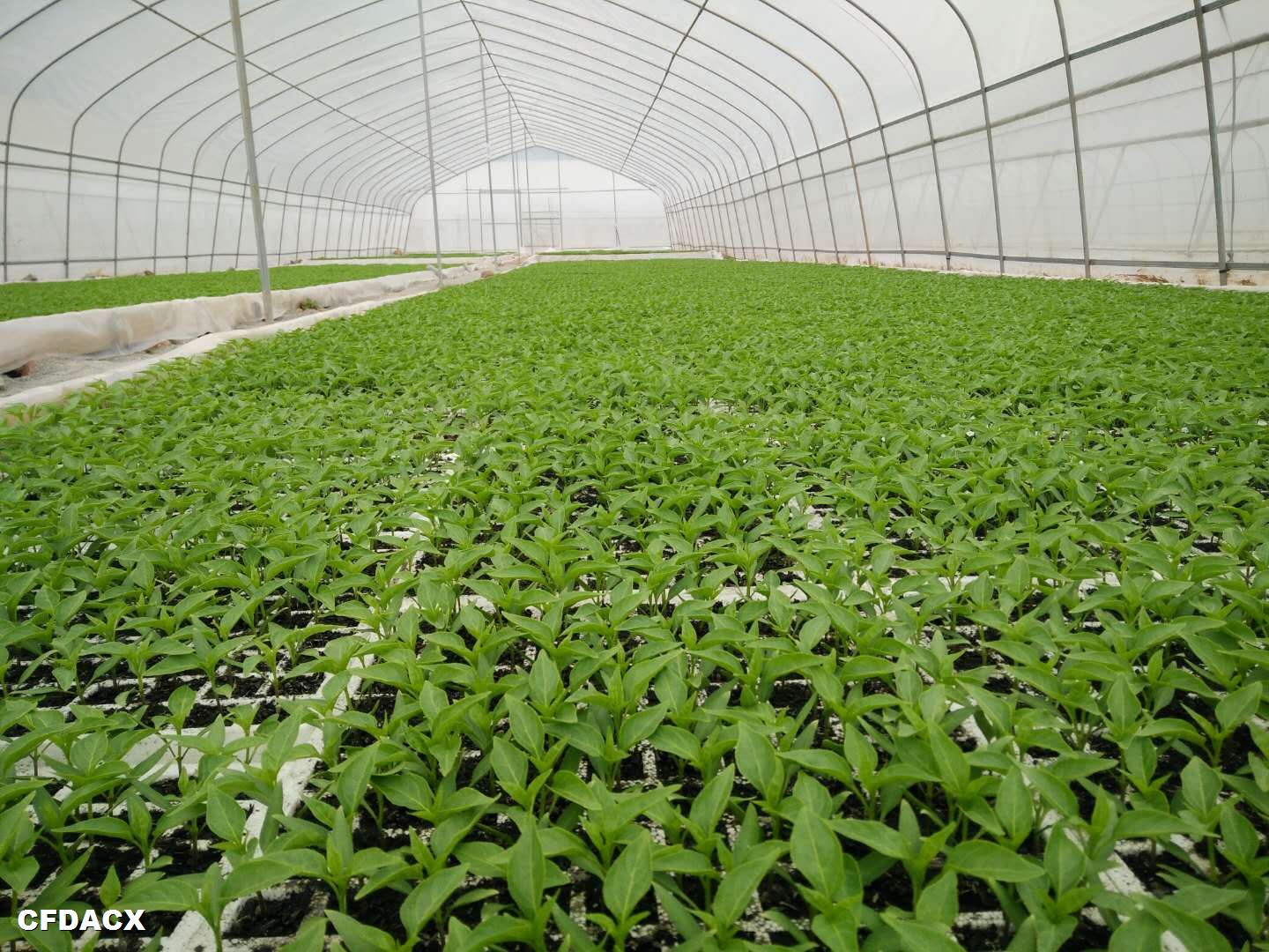 貴州一品紅農業開發