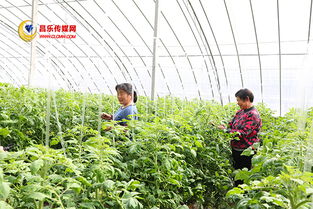 高崖水庫庫區 加快現代農業發展，打造有機農產品供銷基地