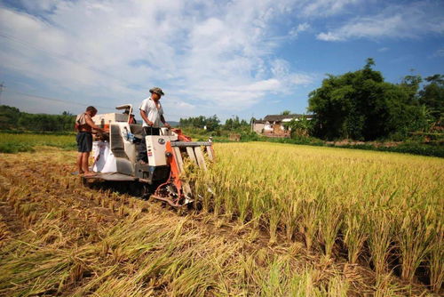 璧山現代農業發展一季度成績單 農業開發亮點紛呈，引領區域高質量發展
