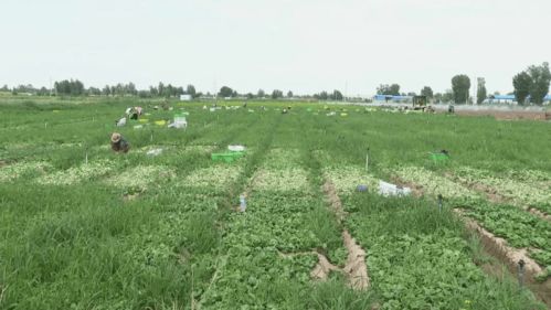 高臺現(xiàn)代農(nóng)業(yè) 科技賦能，產(chǎn)業(yè)興旺，譜寫農(nóng)業(yè)開發(fā)新篇章