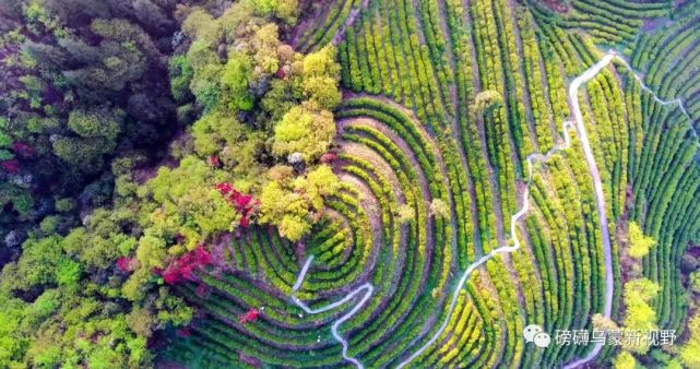 一個(gè)畢節(jié)企業(yè)家的綠色轉(zhuǎn)身 從商業(yè)戰(zhàn)場到農(nóng)業(yè)開發(fā)的生態(tài)之旅