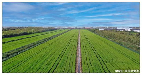 上海農場 智慧農業引領農業開發，發展之路越走越寬